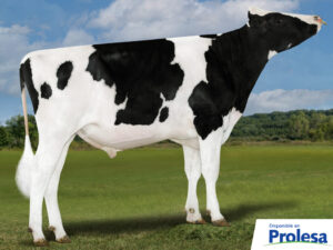 796HO10205  AMBUSH-P